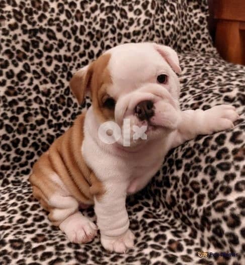 Whatsapp Me +966583921348 English Bulldog Puppies 1