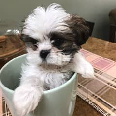 Very Tiny Teacup Shih Tzu Puppies Now Available 0