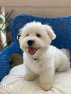 4.5 mnth old Maltese male puppy 0