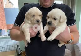 Whatsapp me (+407-2160-0187)  Gorgeous Labrador Puppies 0