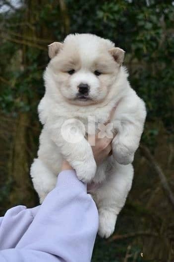 Whatsapp Me +966583921348 Chow Chow Puppies