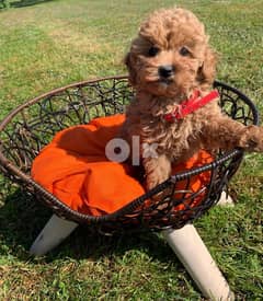 Toy Poodle Puppies 0