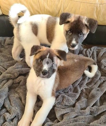 Akita Puppies Whatsapp Me +966583921348 1