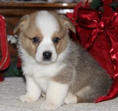 Whatsapp Me +966583921348 Welsh Corgi (Pembroke) Puppies 0