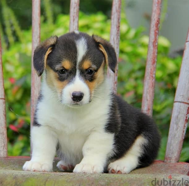 Whatsapp Me +966583921348 Welsh Corgi (Pembroke) Puppies 1