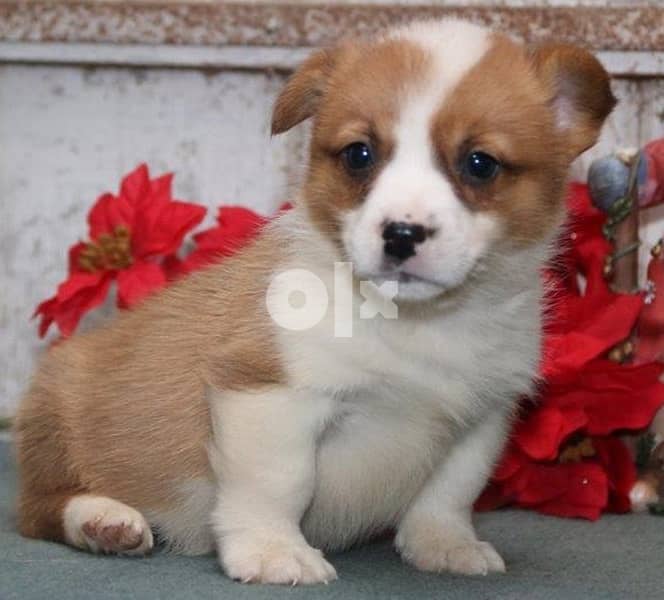 Pembroke Welsh Corgi Whatsapp Me +966588993320 1