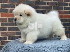 Whatsapp Me +966583921348 Chow Chow Pups 0