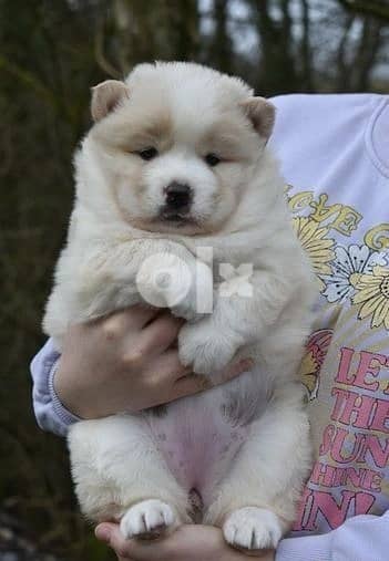 Whatsapp Me +966583921348 Chow Chow Pups 1