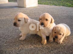 labrador  puppies available  WhatsApp  +31 97010267989 0