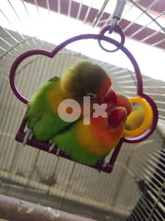African Lovebird pair with cage for Sale 0