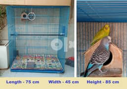 2 Budgies with Cage - 150 Qr 0