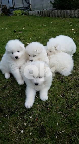 Whatsapp Me (+972 55507 4990) Samoyed Puppies 1