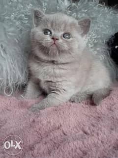 British short hair kitten for adoption 0