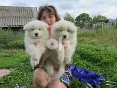 Samoyed Puppies Whatsapp Me (+972 55507 4990)