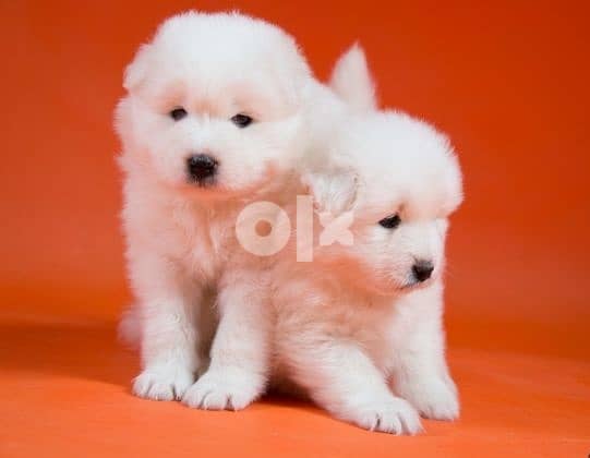 Samoyed Puppies Whatsapp me (+972 55339 0294) 1