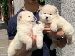 Chow Chow Puppies Whatsapp me (+9725 5507 2840) 0