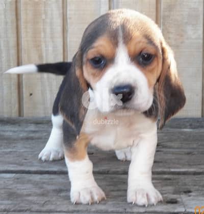 Beagle Puppies Whatsapp me (+2557 8610 0843) - Dogs - 120132910