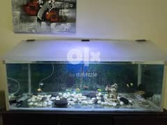 FISH TANK FOR SALE 0