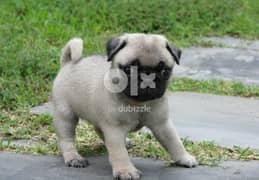 Whatsapp me (+372 5817 6491) Pug Puppies 0