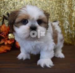 Shih tzu puppies are ready for new home +96555809263 WhatsApp 0