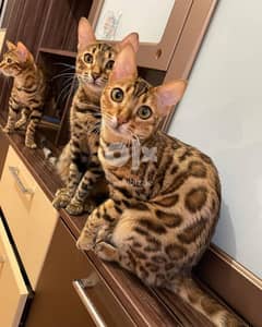 Bengal available now to go to  their new home+96555809263 WhatsApp 0