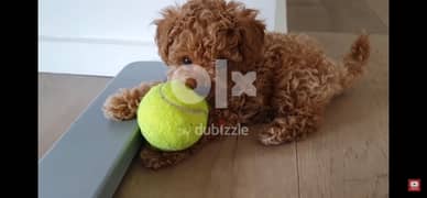 Cute toy poodle puppy 0
