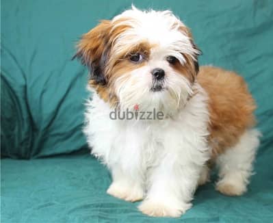 SHIH TZU PUPPY