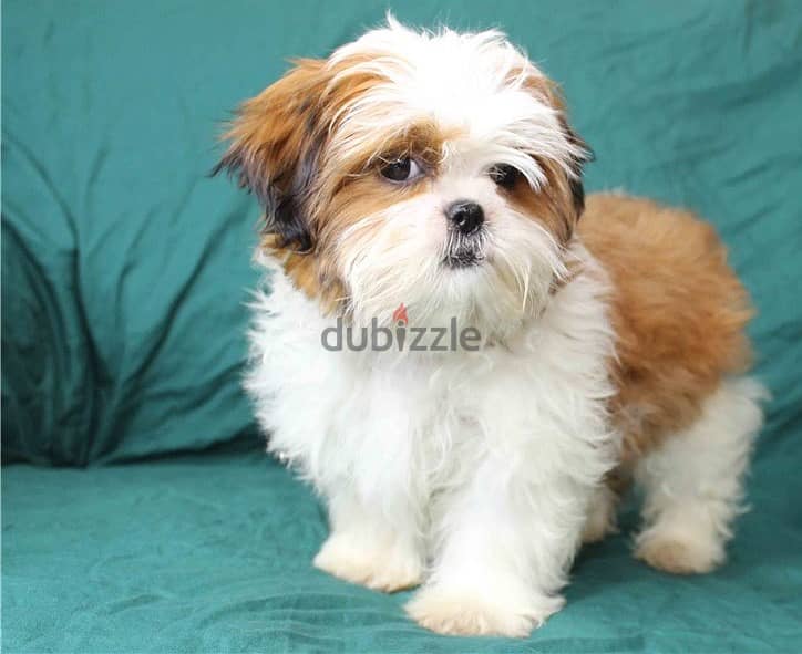 SHIH TZU PUPPY 0