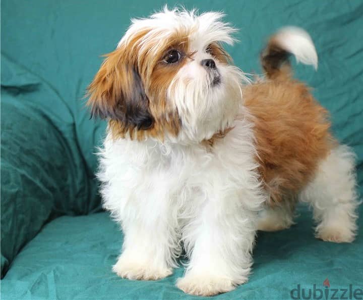 SHIH TZU PUPPY 1