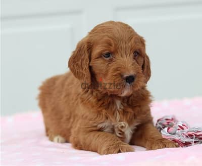 GOLDEN POODLE PUPPY