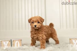 Red Toy Poodle Puppies Available 0