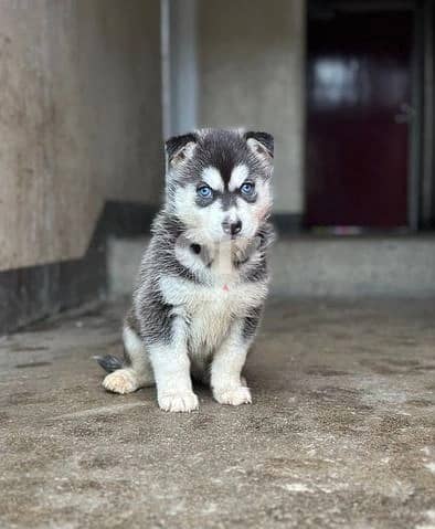 Whatsapp Me (+966 58899 3320) Siberian Husky Puppies 0
