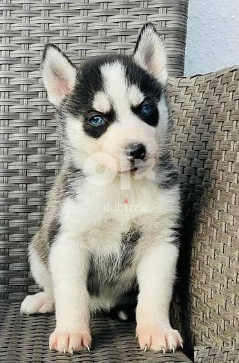 Whatsapp Me (+966 58899 3320) Siberian Husky Puppies 2
