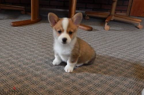 Whatsapp Me +966588993320 Pembroke Corgi Welsh Puppies 1