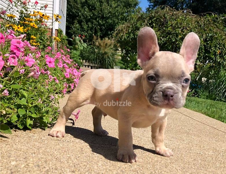 Whatsapp Me +972555074990 French Bulldog Puppies 0