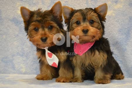 Yorkshire Terrier Whatsapp Me +972555074990