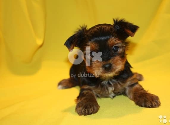 Yorkshire Terrier Whatsapp Me +972555074990 1