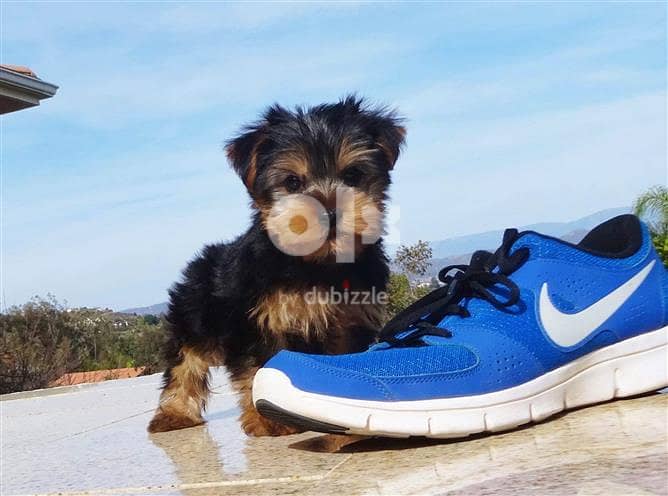 Whatsapp Me +972555074990 Yorkshire Terrier 1