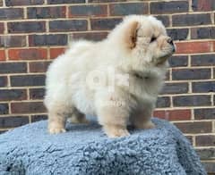Whatsapp Me (+966 58392 1348) Chow Chow Puppies 0