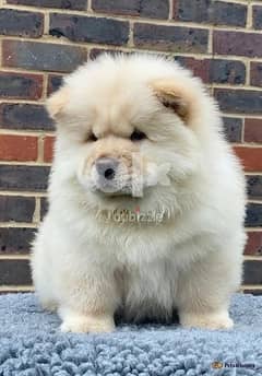 Whatsapp me (+372 5639 0026) Chow Chow Puppies