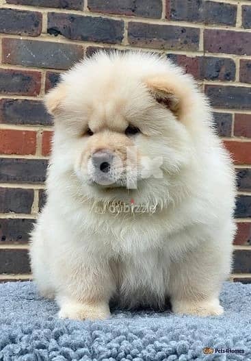 Whatsapp me (+372 5639 0026) Chow Chow Puppies 0