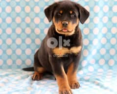 Whatsapp me (+966 57867 9674) Rottweiler Puppies 0