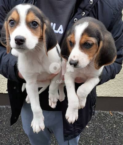 Beagle Puppies Whatsapp Me +966583921348