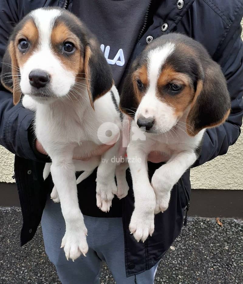 Beagle Puppies Whatsapp Me +966583921348 0