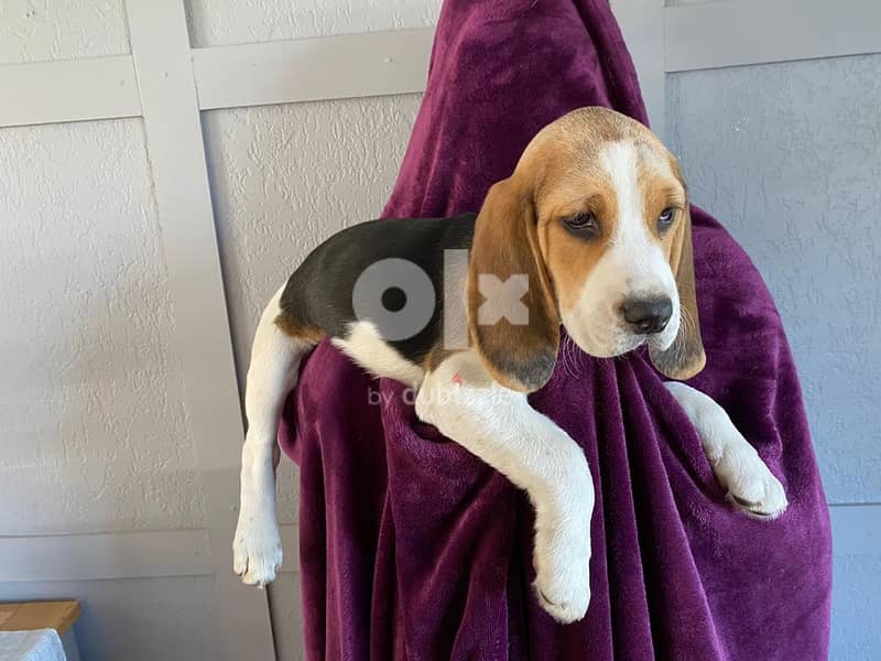 Beagle Puppies Whatsapp Me +966583921348 1