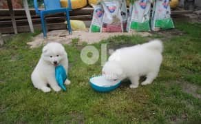 Samoyed Puppies Whatsapp me (+9725 5507 1840) 0