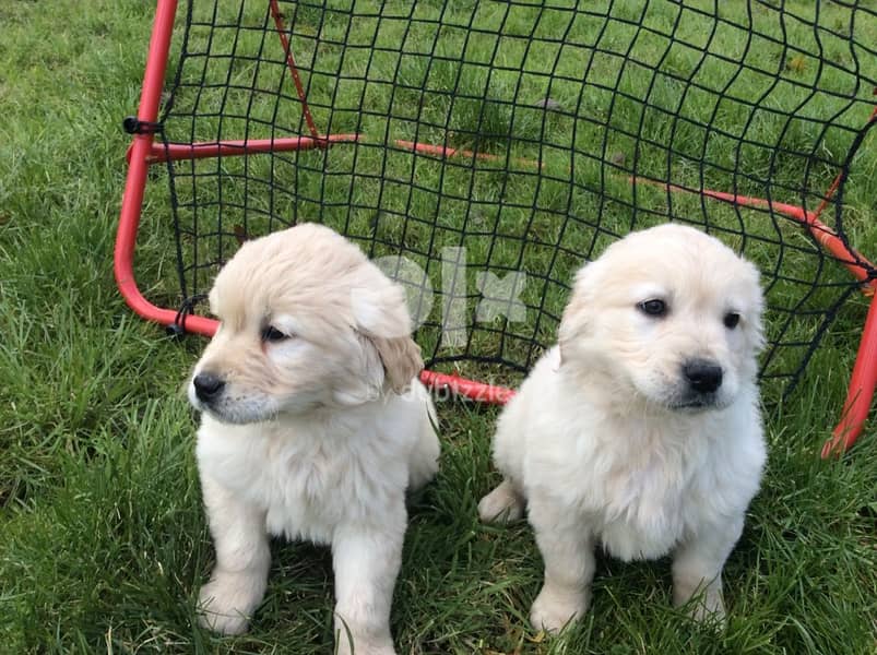 Whatsapp Me +972555074990 Golden Retriever Babies 0