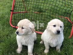 Whatsapp Me +972555074990 Golden Retriever Puppies 0