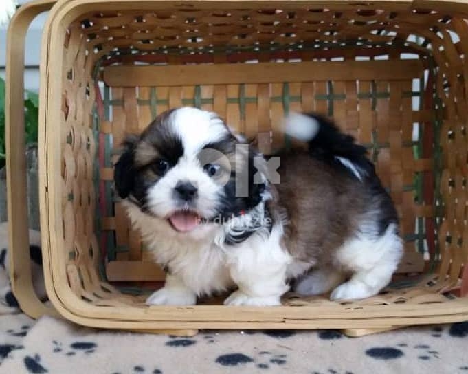 Whatsapp Me +966588993320 Shih Tzu Puppies 0