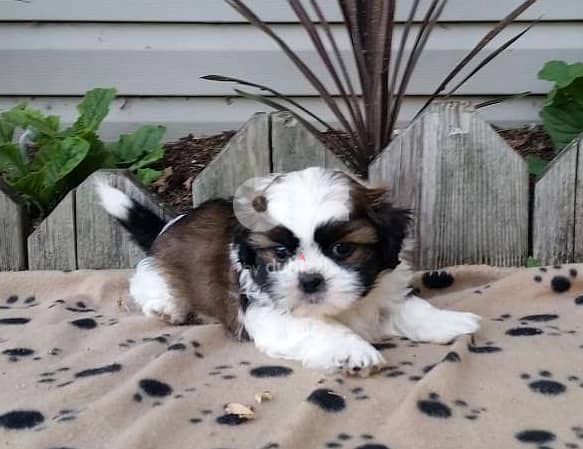 Whatsapp Me +966588993320 Shih Tzu Puppies 1